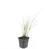 Calamagrostis acut. 'Karl Foerster'