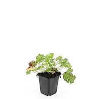 Geranium cant. 'Biokovo'