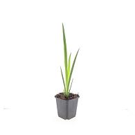 Iris pseudacorus