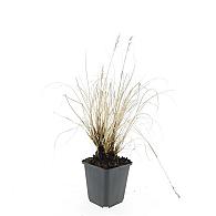 Pennisetum al. 'Hameln'