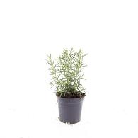 Rosmarinus officinalis