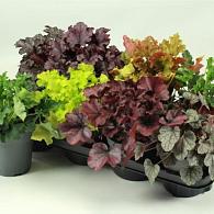 Heuchera Indian Summer Mix