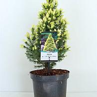 Picea gl. 'Daisy's White'