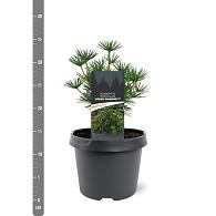 Sciadopitys vert. Green Diamond