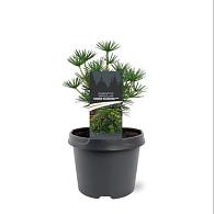 Sciadopitys vert. Green Diamond