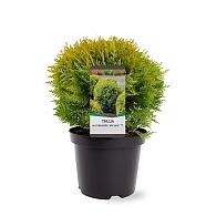 Thuja occ. 'Mirjam'