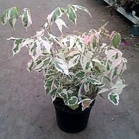 Acer negundo 'Flamingo'