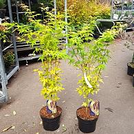 Acer pal. 'Bi-hoo'
