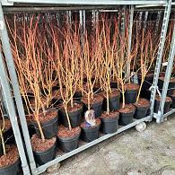 Acer pal. 'Bi-hoo'