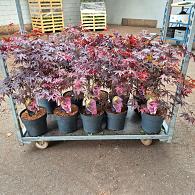 Acer pal. 'Bloodgood'