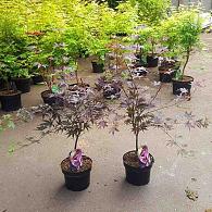 Acer pal. 'Bloodgood'