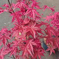 Acer pal. 'Deshojo'