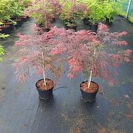 Acer pal. 'Garnet'