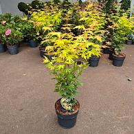 Acer pal. 'Orange Dream'