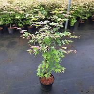 Acer pal. 'Oridono-nishiki'