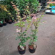 Acer pal. 'Oridono-nishiki'