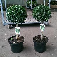 Buxus sempervirens