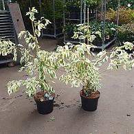 Cornus controversa 'Variegata'