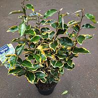 Elaeagnus ebb. 'Gilt Edge'