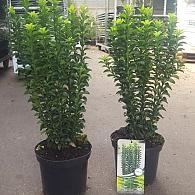 Euonymus jap. 'Green Rocket'