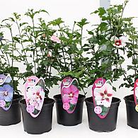Hibiscus syriacus