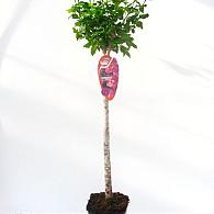 Hibiscus syriacus