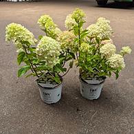 Hydrangea pan. Little Lime