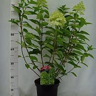 Hydrangea pan. 'Limelight'