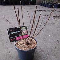 Hydrangea pan. Vanille-Fraise