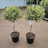 Ilex aq. 'Argentea Marginata'
