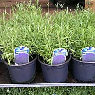 Lavandula ang. 'Hidcote'