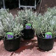 Lavandula ang. 'Munstead'