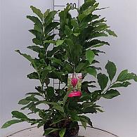 Magnolia 'Susan'