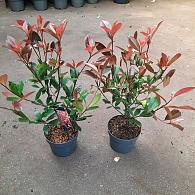 Photinia fraseri 'Carré Rouge'
