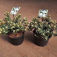 Rhododendron groenl. 'Compactum'