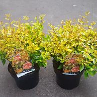 Abelia grandifl. 'Kaleidoscope'