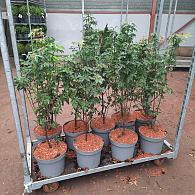 Acer griseum