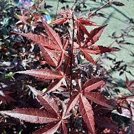 Acer pal. 'Atropurpureum'