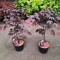 Acer pal. 'Bloodgood'