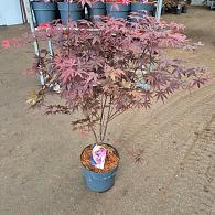 Acer pal. 'Bloodgood'