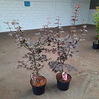 Acer pal. 'Bloodgood'
