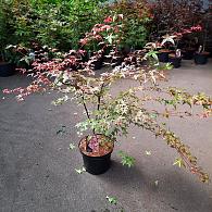 Acer pal. 'Deshojo'
