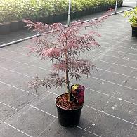 Acer pal. 'Garnet'