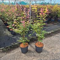 Acer pal. 'Oridono-nishiki'