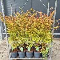 Acer pal. 'Sangokaku'