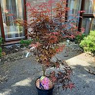 Acer pal. 'Skeeter's Broom'