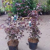 Acer plat. 'Crimson Sentry'
