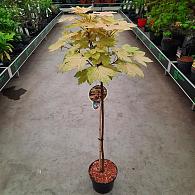 Acer pseud. 'Brilliantissimum'