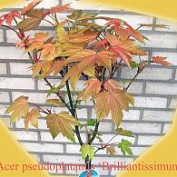 Acer pseud. 'Brilliantissimum'