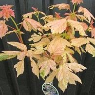 Acer pseud. 'Simon-Louis Frères'